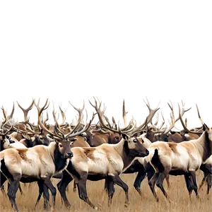 Caribou Herd Against Mountains PNG 14 PNG