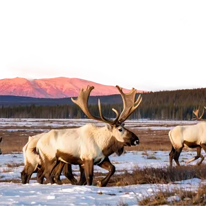 Caribou Herd At Sunset PNG 39