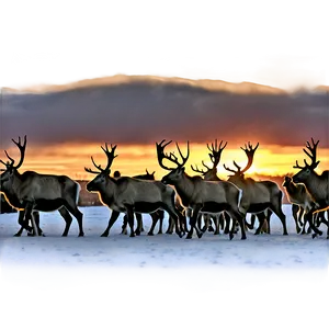 Caribou Herd At Sunset PNG Rkm
