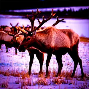 Caribou Herd At Sunset PNG Wjo8 PNG