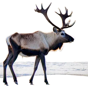 Caribou In Early Spring PNG Dkm91 PNG