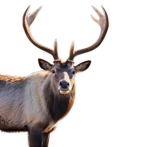 Caribou In Early Spring PNG Dum45 PNG