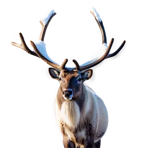 Caribou In Early Spring PNG Jxg75 PNG