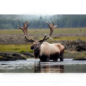 Caribou In Natural Habitat PNG Vrl60 PNG