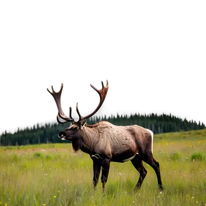 Caribou In Summer Meadow PNG Evk88 PNG