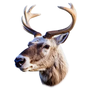 Caribou Roaming Free PNG 83