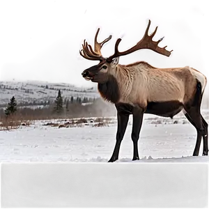 Caribou Standing In Snowstorm PNG Lvg34 PNG