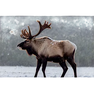 Caribou Standing In Snowstorm PNG Ubv