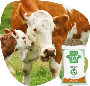 Caring Cowand Calfwith Feed Package PNG image