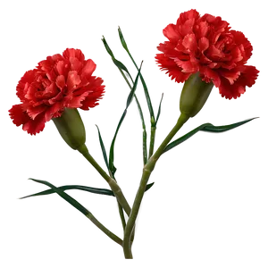 Carnation Cluster PNG Bfh