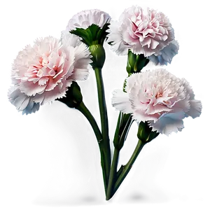 Carnation Cluster PNG Nvv