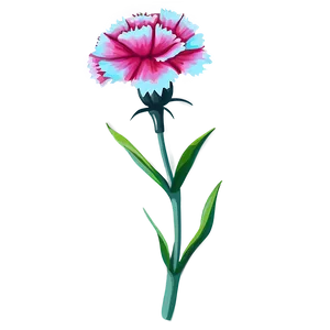 Carnation Flower Drawing PNG 05252024