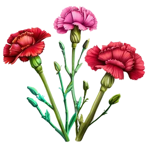 Carnation Flower Drawing PNG Ovq72