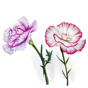 Carnation Flower Drawing PNG Ytv92