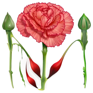 Carnation Flower Transparent PNG 05252024 PNG