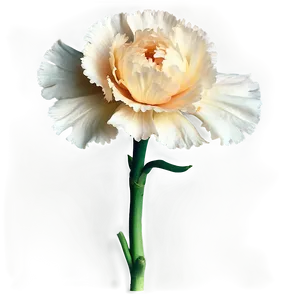 Carnation Flower Transparent PNG 31 PNG