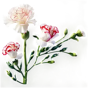 Carnation Flower Transparent PNG Crk PNG