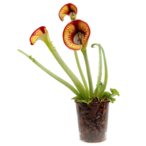 Carnivorous Plants Png 66 PNG image