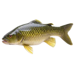 Carp Fishing Techniques Png Twp99 PNG image