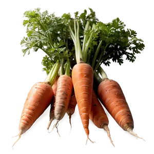 Carrot Bunch Png 76 PNG image