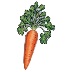 Carrot Cluster PNG Nbs