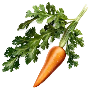 Carrot Leaf PNG 06132024 PNG