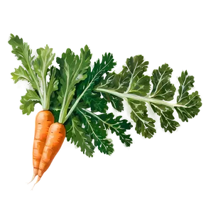 Carrot Leaf PNG 60 PNG