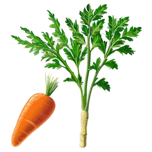 Carrot Plant Clipart PNG Tpn