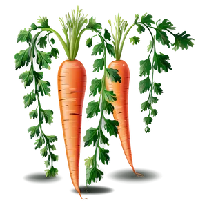 Carrot Plant Clipart PNG Vgm25 PNG