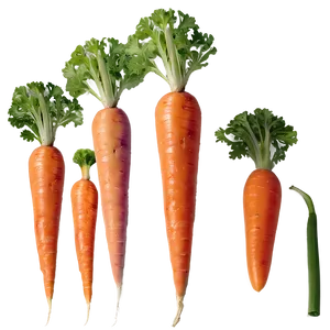 Carrot Stick Png 65 PNG image