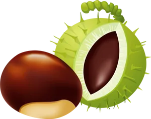 Cartoon Acornand Chestnut PNG image