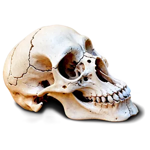 Cartoon Animal Skull Png 06282024 PNG image