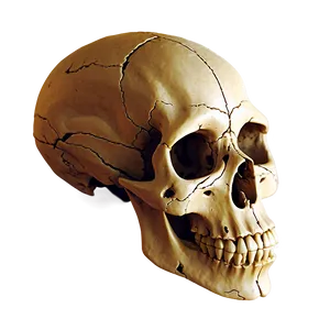 Cartoon Animal Skull Png 06282024 PNG image