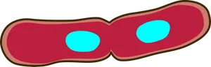 Cartoon Binary Fission Bacteria