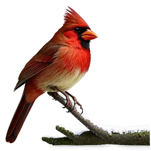 Cartoon Cardinal Bird PNG 06252024