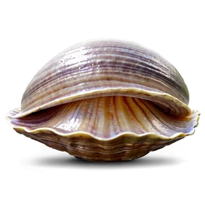 Cartoon Clam Png Nxm16 PNG image