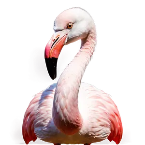 Cartoon Flamingo Family PNG Cqa17 PNG