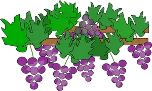 Cartoon Grapevine Cluster