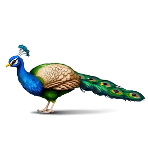 Cartoon Peacock Bird PNG Xwp