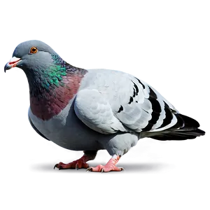 Cartoon Pigeon PNG 05242024