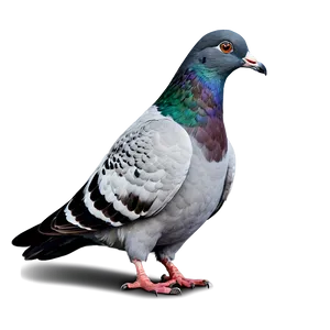 Cartoon Pigeon PNG 16