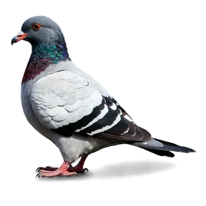 Cartoon Pigeon PNG 40