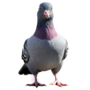 Cartoon Pigeon PNG Xht38