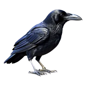 Cartoon Raven PNG Mrf35