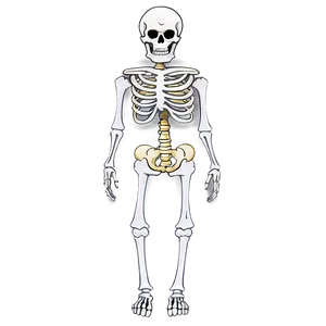 Cartoon Skeleton Png Ynu78 PNG image