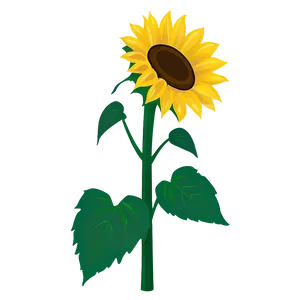 Cartoon Sunflower PNG 05032024