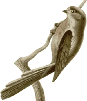 Carved Wooden Bird Perched PNG image