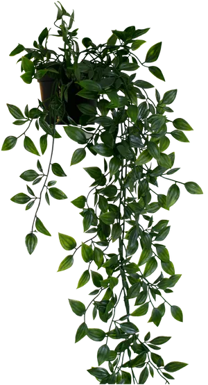 Cascading Greenery Hanging Plant.jpg PNG image