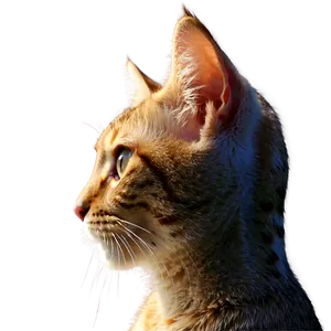 Cat Ear Profile Picture PNG 98 PNG