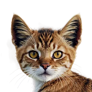 Cat Ear Sketch PNG 06212024